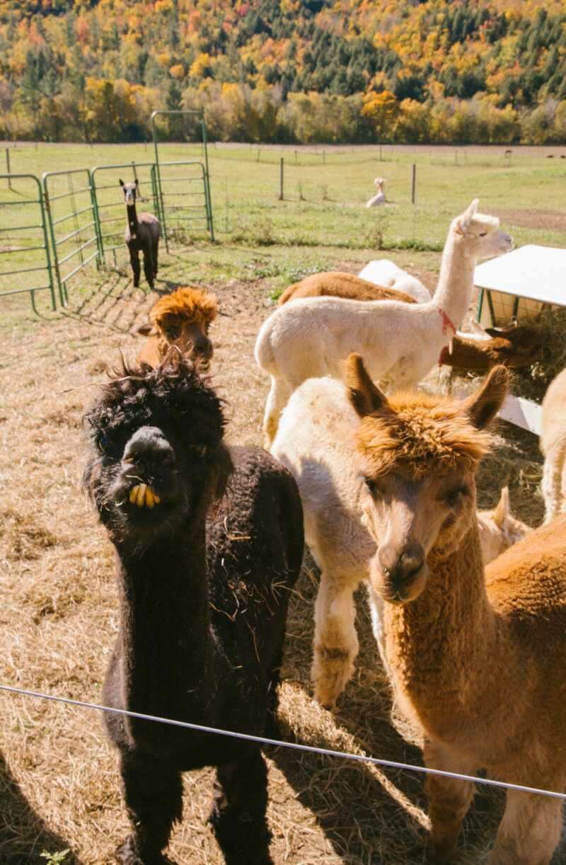 Alpacas in New England