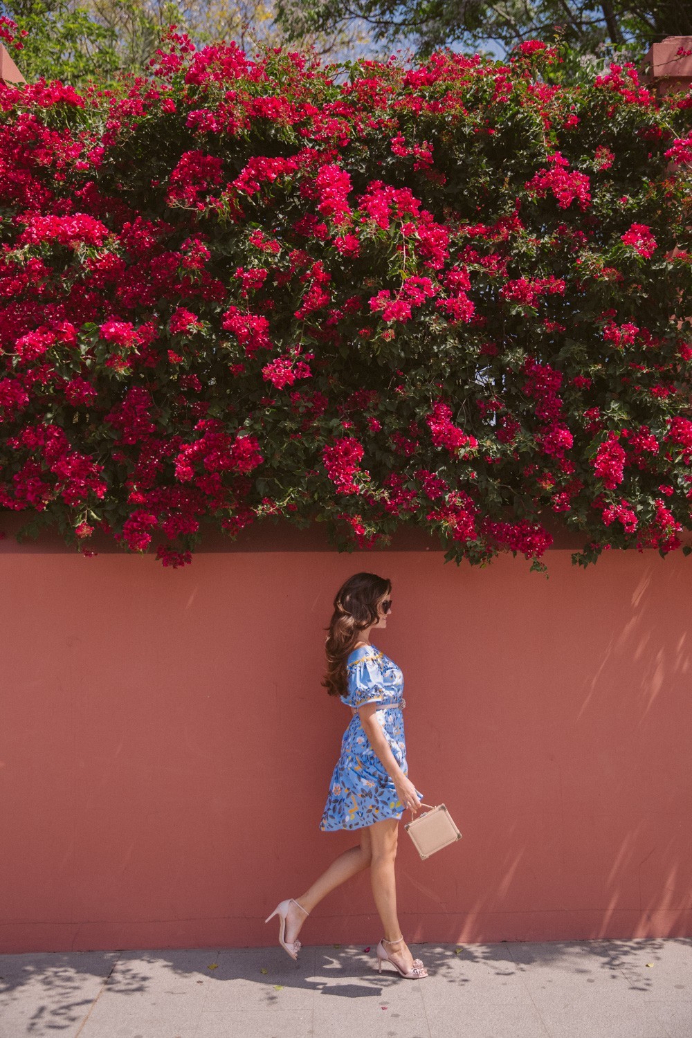 Spanish bougainvillea 