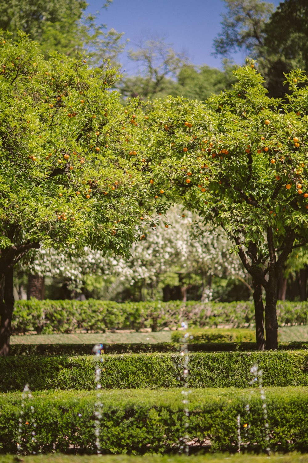 Orange trees in Seville 