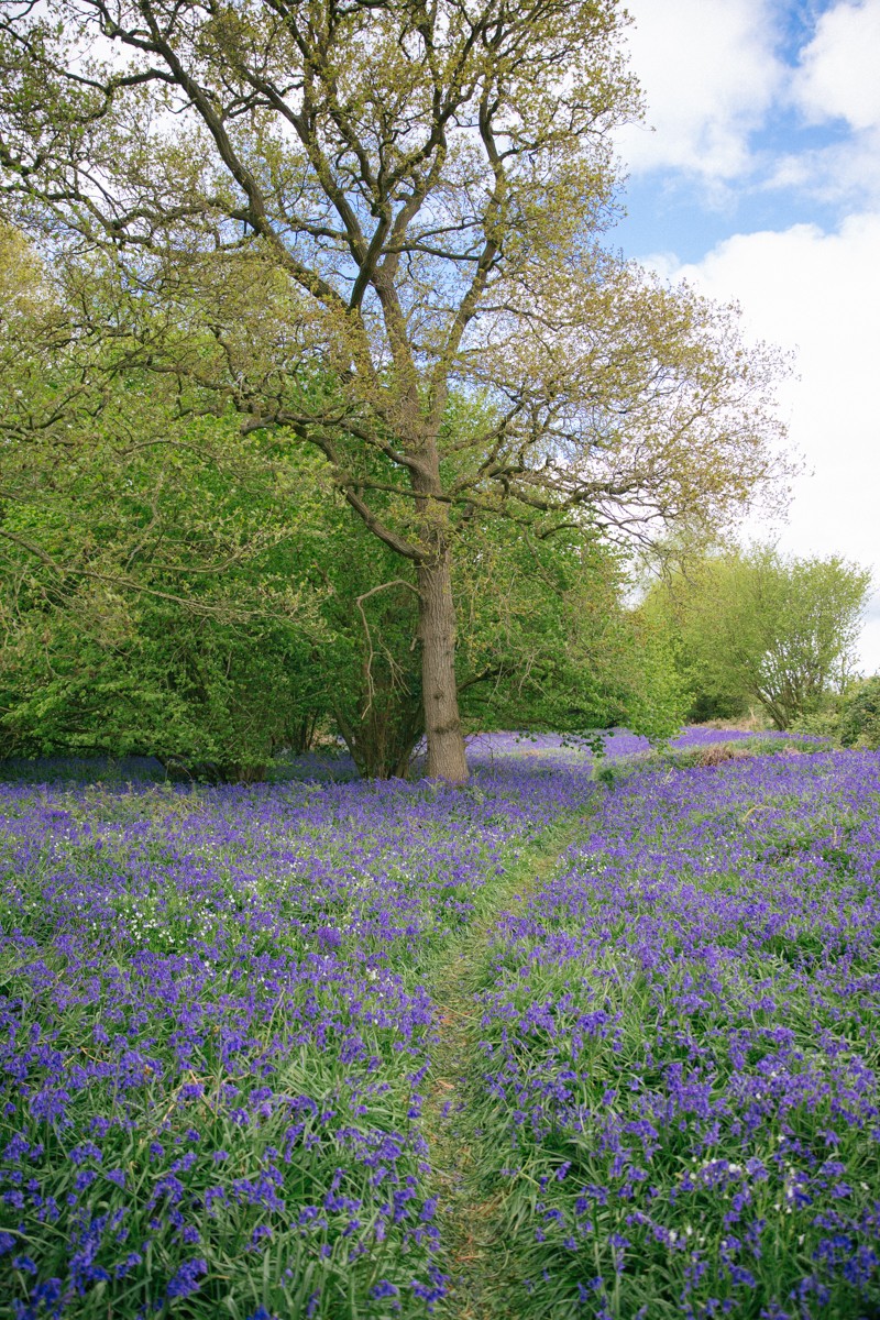 British bluebell wood