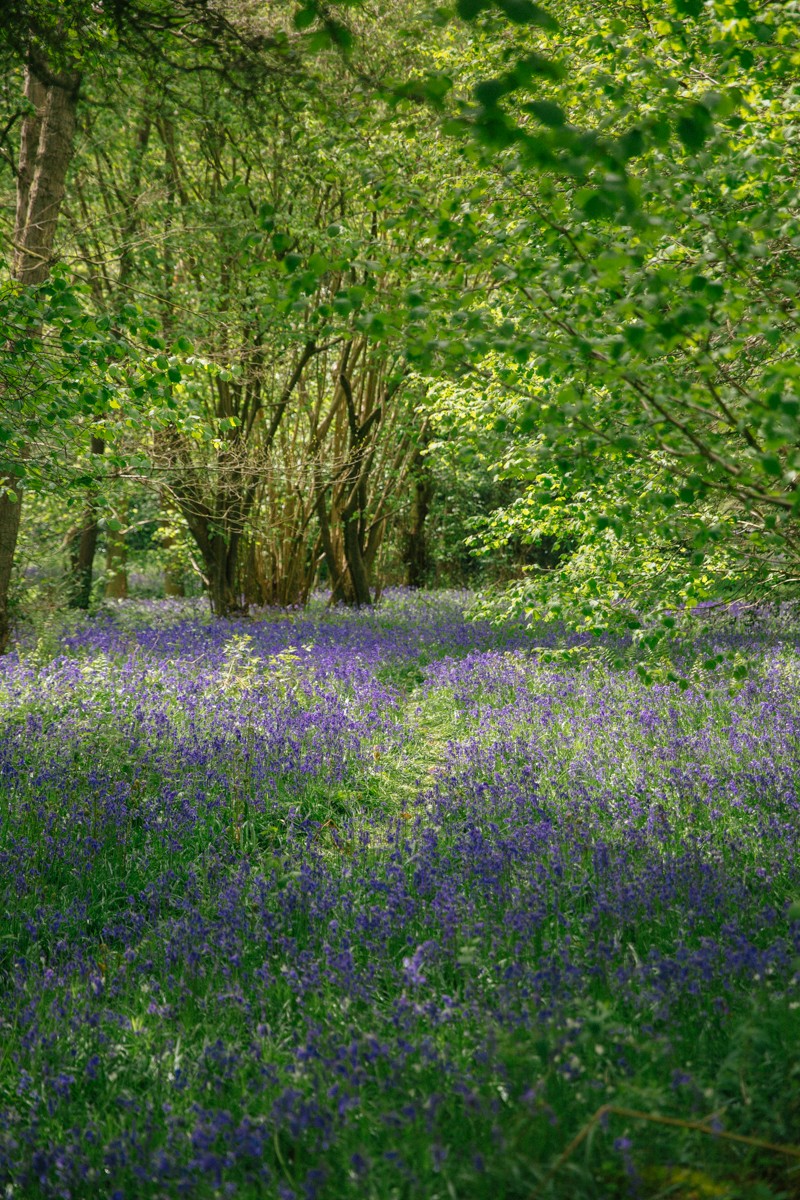 British bluebell woods - a must visit in spring!