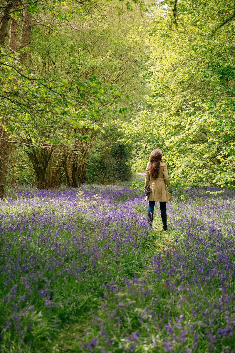 British bluebell wood, Norfolk