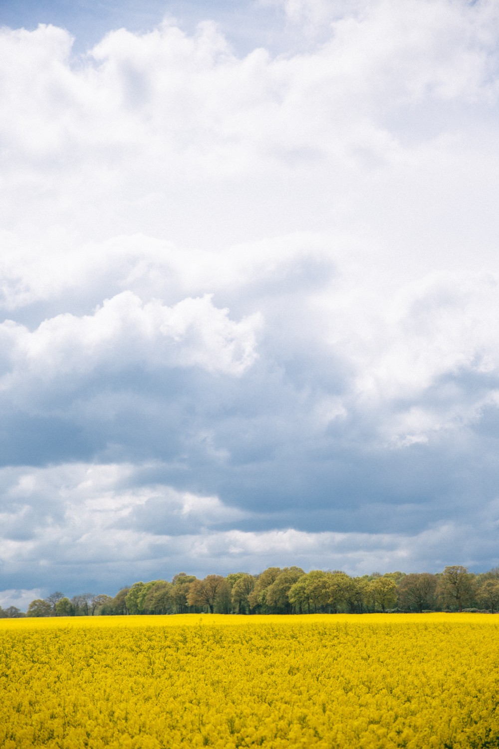 Rape seed fields