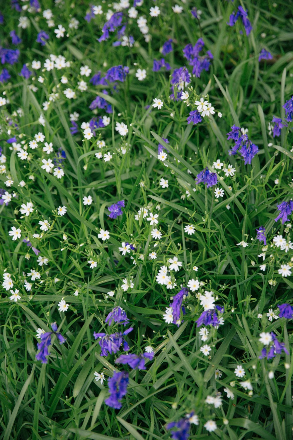 wild bluebells