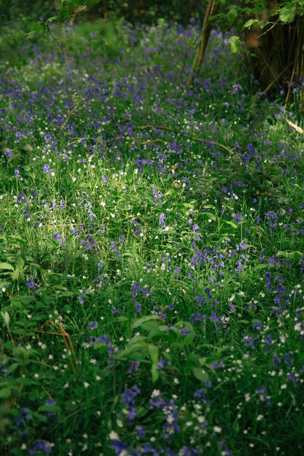 British bluebells