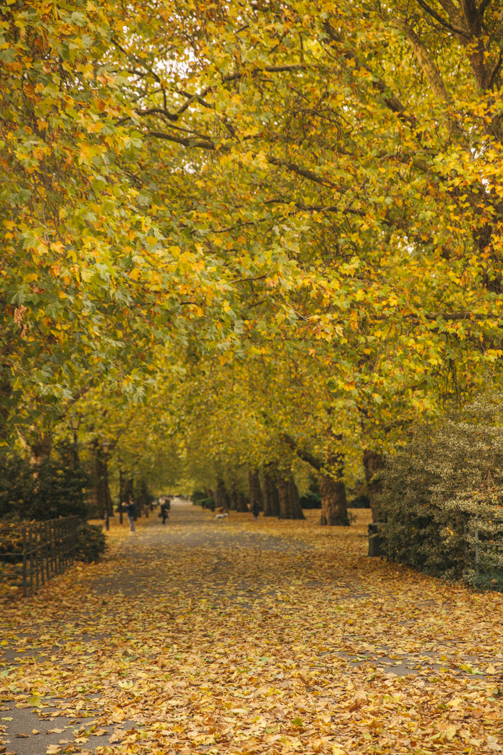 Autumn Mornings, South of The River - The Londoner